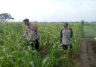 Perkuat-Ketahanan-Pangan,-Kanit-Binmas-Polsek-Krembung-dan-Petani-Desa-Lemujut-Lakukan-Pengecekan-Tanaman-Jagung