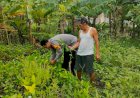 POLRESTA-SIDOARJO-|-Solid-untuk-Ketahanan-Pangan,-Polisi-di-Gedangan-Bersama-Petani-Kembangkan-Pekarangan-Bergizi