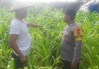 Polsek-Taman-Dukung-Ketahanan-Pangan-Warga-dengan-Green-House-Hortikultura