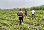 Sinergi-Kepolisian-dan-Petani-Dukung-Ketahanan-Pangan:-Bhabinkamtibmas-Gamping-Turun-ke-Lahan-Bantu-Perawatan-Jagung