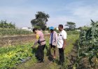 Bhabinkamtibmas-Desa-Gamping-Turun-ke-Lahan,-Cek-Tanaman-Garbis-Ketahanan-Pangan