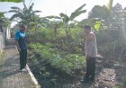 Bhabinkamtibmas-Polsek-Tulangan-Dukung-Swasembada-Pangan-Mandiri-Lewat-Program-Pekarangan-Bergizi