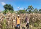 Polisi-Pantau-Pertumbuhan-Jagung,-Dukung-Ketahanan-Pangan-di-Kecamatan-Prambon