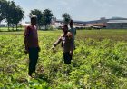 Polsek-Sidoarjo-Kota-Pantau-Perkembangan-Lahan-Jagung-Desa-Lebo-Dukung-Swasembada-Pangan