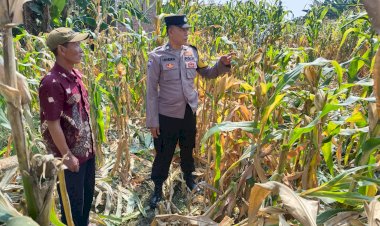 Polsek-Tarik-Pantau-Pertumbuhan-Jagung-untuk-Program-Ketahanan-Pangan