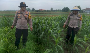 Polisi-Cinta-Petani,-Kanit-Binmas-Polsek-Krembung-Rawat-Jagung-Hibrida-untuk-Perkuat-Ketahanan-Pangan-dan-Swasembada-Pangan-di-Sidoarjo