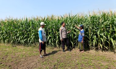 Polisi-Cinta-Petani,-Polsek-Porong-Patroli-Lahan-Jagung-untuk-Perkuat-Ketahanan-Pangan-di-Sidoarjo
