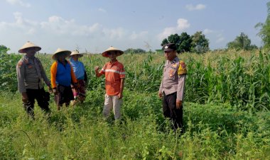 Dukung-Asta-Cita-Presiden-Prabowo,-Polsek-Tulangan-Sidoarjo-Kawal-Ketahanan-Pangan-Lahan-Jagung-di-Kemantren