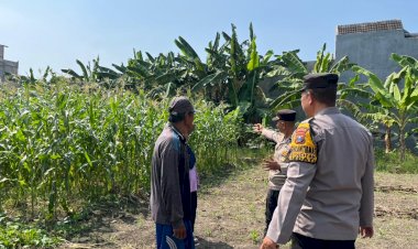 Genjot-Pekarangan-Pangan-Bergizi,-Polsek-Sedati-Sidoarjo-Targetkan-Lahan-Jagung-Desa-Betro-Sukses