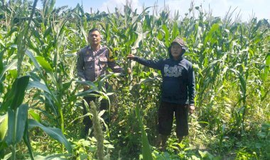 Antisipasi-Hama,-Polsek-Gedangan-Gandeng-Petani-Optimalkan-Ketahanan-Pangan-Rawat-Tanaman-Jagung-di-Desa-Punggul