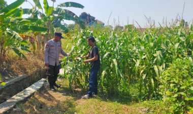 Polsek-Prambon-Pantau-Tanaman-Jagung-Dukung-Program-Ketahanan-Pangan