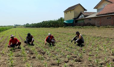 Polisi-Dampingi-Petani-Jagung-Hadapi-Kemarau,-Andalkan-Pompa-Air-Antisipasi-Kekeringan