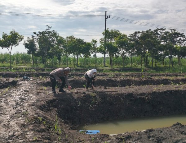 Dukung Ketahanan Pangan, Polsek Krian Polresta Sidoarjo Pantau Lahan Jagung Ponpes Al Amanah Junwangi