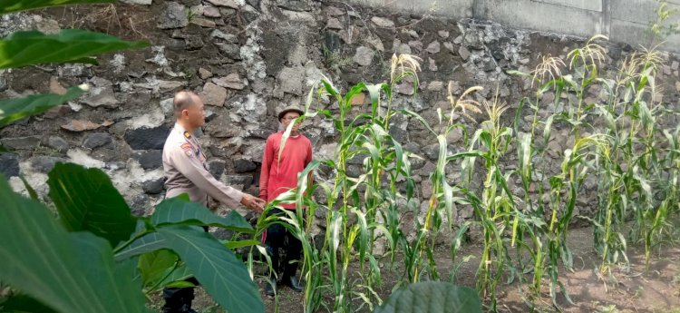 Bhabinkamtibmas Sukorejo Cek Ladang Jagung, Dukung Swasembada Pangan Nasional di Sidoarjo