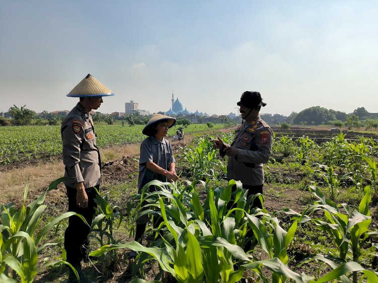 Kolaborasi Polsek Taman dan Petani Kelola Lahan Jagung untuk Ketahanan Pangan