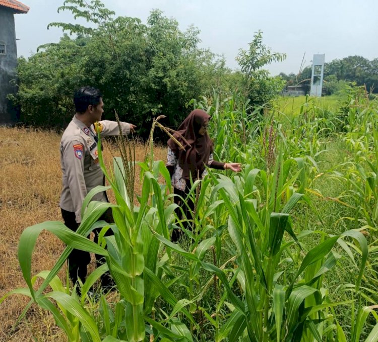 Polsek Krembung Apresiasi Sekolah Turut Dukung Ketahanan Pangan Melalui Tanaman Jagung
