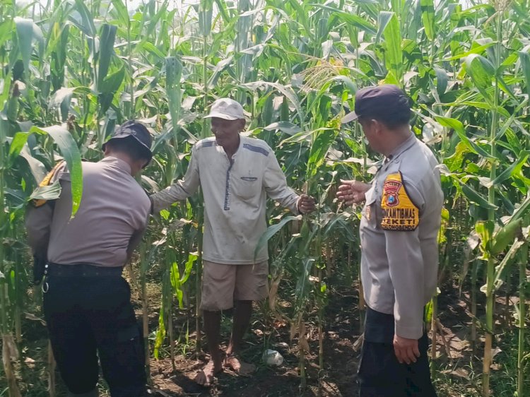 Polsek Balongbendo Dampingi Petani, Wujud Nyata Dukungan Ketahanan Pangan