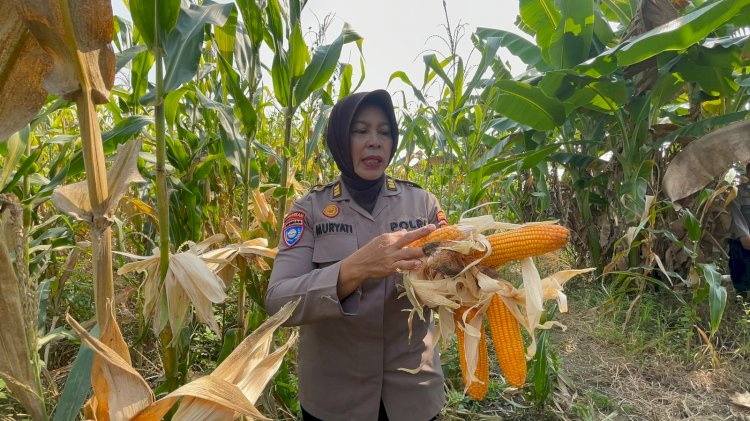 Kanitbinmas Polsek Gedangan Perkuat Swasembada Pangan 2026, Polisi dan Petani Bersinergi di Sidoarjo