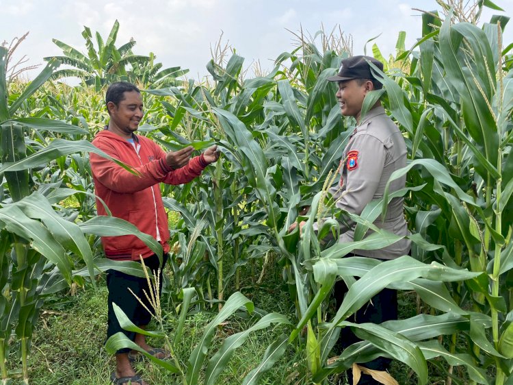 Sinergi Patroli Kamtibmas Polsek Tarik, Kawal Ketahanan Pangan Jagung di Sidoarjo