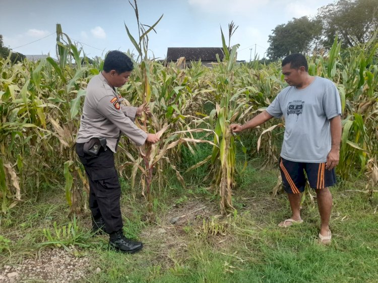 Sinergi Polisi Cinta Petani, Polsek Prambon Sidoarjo Genjot Swasembada Pangan Lewat Lahan Jagung