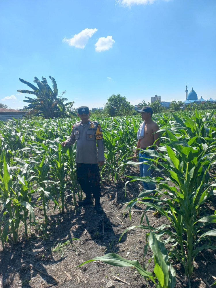 Polsek Taman Pantau Lahan Jagung di Sepanjang, Perkuat Dukungan terhadap Program Ketahanan Pangan