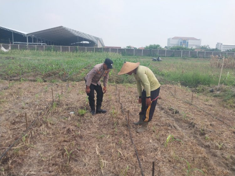 Polsek Sidoarjo Kota Intensif Dampingi Perawatan Jagung Dukung Swasembada Pangan