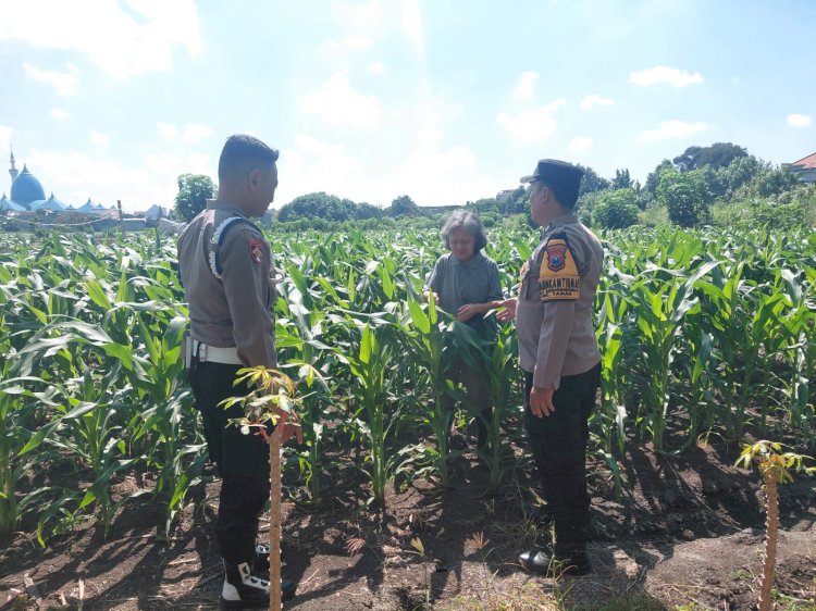 Polsek Taman Patroli Lahan Jagung, Perkuat Sinergi dengan Kelompok Tani Dukung Ketahanan Pangan
