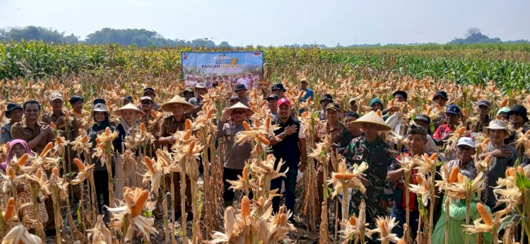 Panen Jagung Kuartal III di Kecamatan Balongbendo